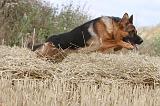 BERGER ALLEMAND 360